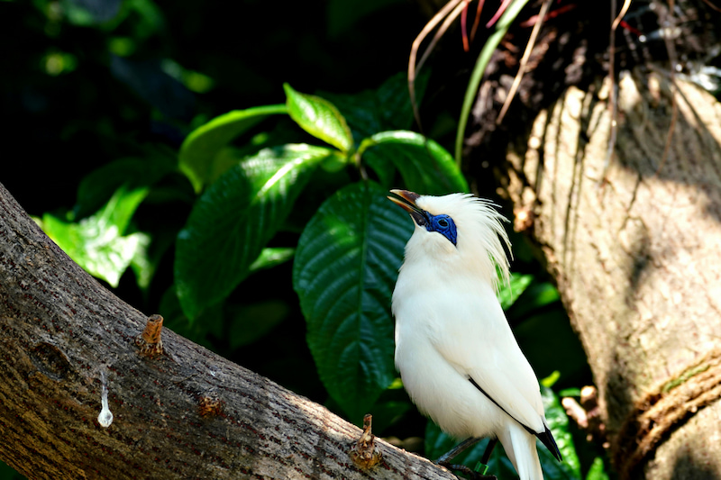Bali myna bird with white plumage, blue eye markings, and golden beak — the inspiration behind Myna's brand colors