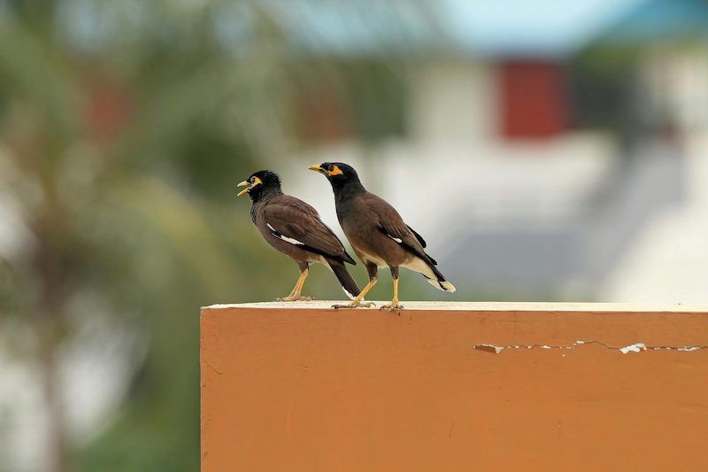 Common myna bird with brown body and yellow beak perched outdoors — the most widespread myna species