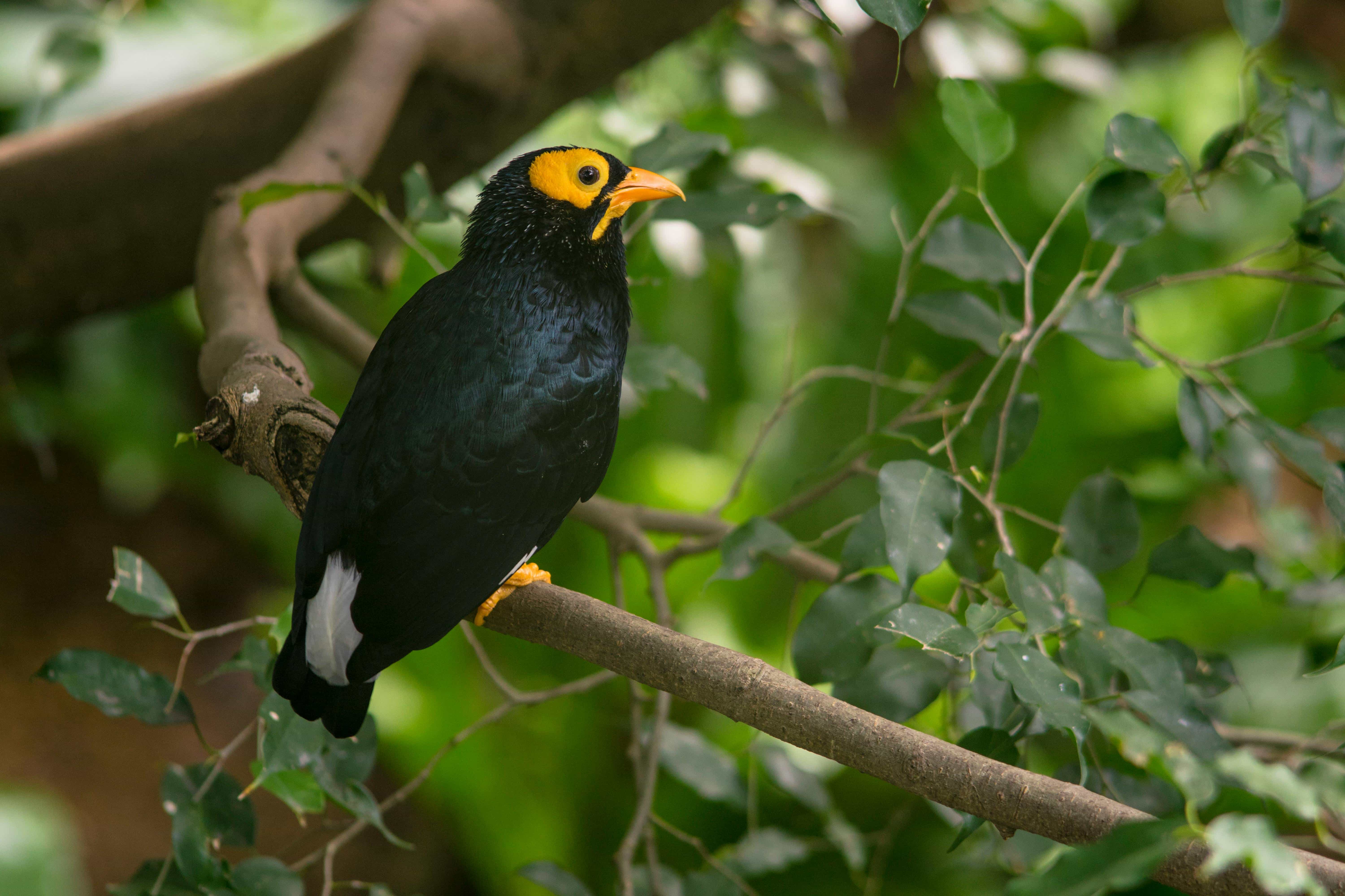 Hill myna bird with glossy black feathers and orange wattles — the best talking bird species
